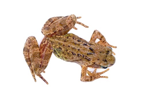 Brown European frog isolated on a white background
