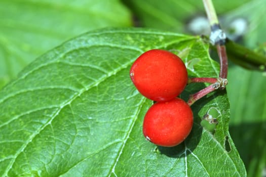 Two red berries onthe green leaves.