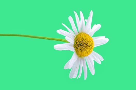 Daisy flower isolated on a green background