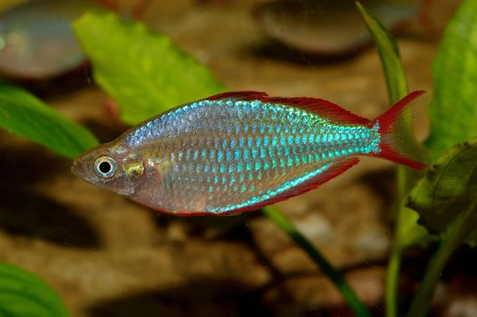 Aquarium fish from genus Melanotaenia.