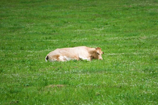 Light brown cow lying on green pasture