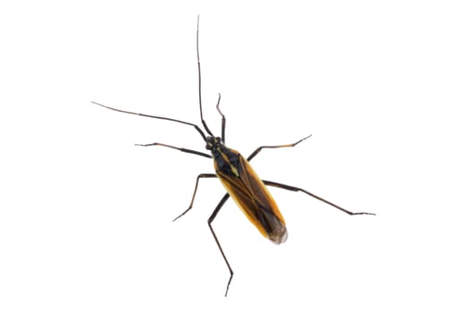 Black brown bug isolated on a white background