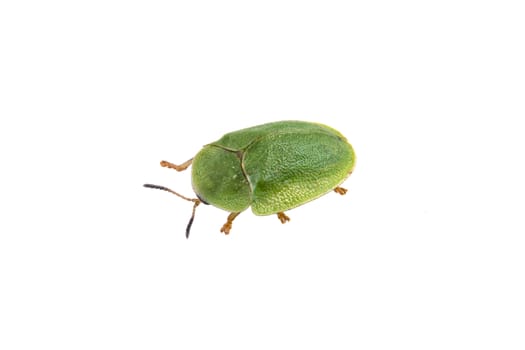 Nice green beetle on a white background