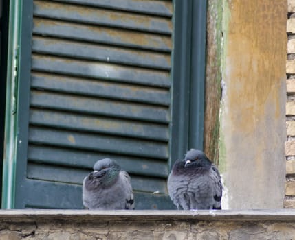 two pigeons standing on a parapet