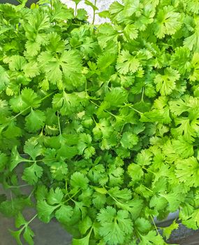 Close-up of fresh green Italian parsley.