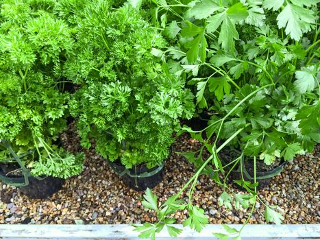 Pots with curly and Italian parsley. Summer vegetable garden.