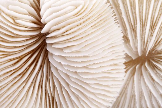 background of seashells of Fungia  , close up.