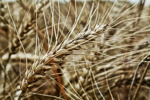 Golden ears of wheat on the field stilish