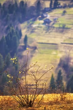 Blooming tree. Sunny spring day in carpathian mountain village