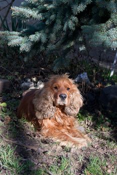 The young Spaniel resting in the shade.