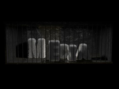 A fluffy word (media) with white hair behind bars with black background.