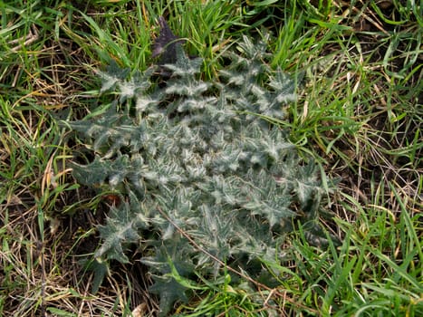 The acanthoides Carduus L. - roadside thistle leaves of spring.