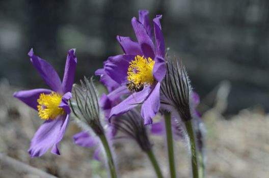 The mass flowering of a dream-grass in spring nature