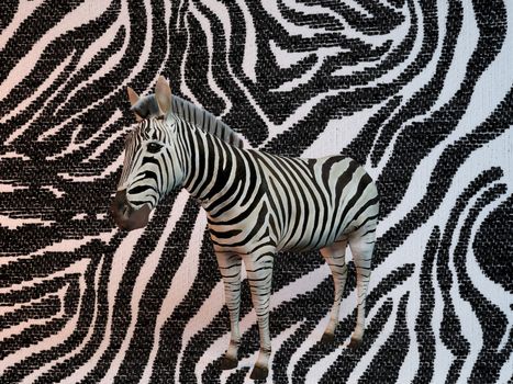 Zebra with same texture background pattern