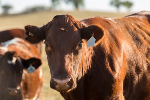 Heard of Hereford cattle in a gree field.