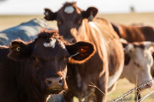 Heard of Hereford cattle in a gree field.