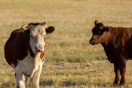 Heard of Hereford cattle in a gree field.