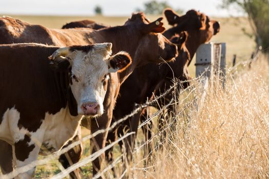 Heard of Hereford cattle in a gree field.