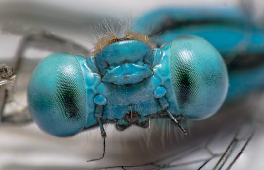 The Beautiful blue eyes dragonfly 
(Focus eyes faces)