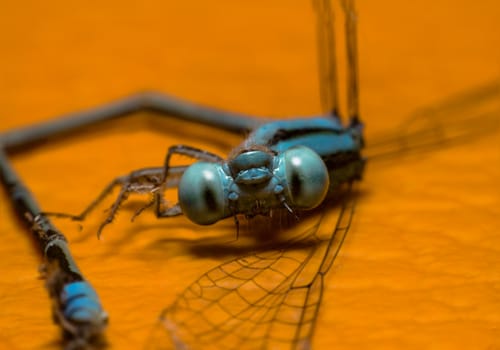 The Beautiful blue eyes dragonfly 
(Focus eyes faces)