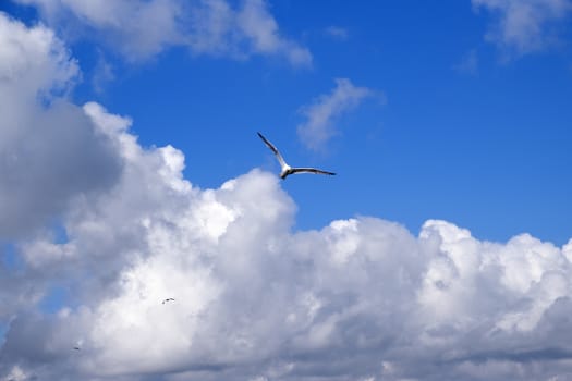 A single sea gull flying in the blue sky with clouds.
