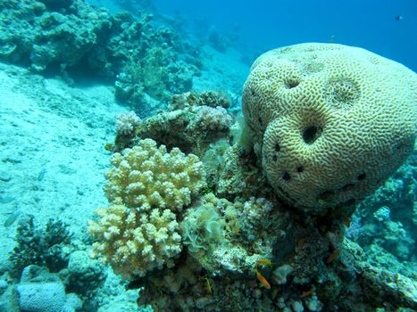 coral reef with brain coral at the bottom of tropical sea at great depths, underwater