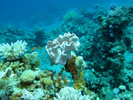 coral reef at the bottom of tropical sea, underwater.