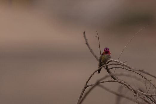 Male Annas Hummingbird, Calypte anna, is a green and red bird sitting in a tree at the San Joaquin wildlife sanctuary, Southern California, United States.