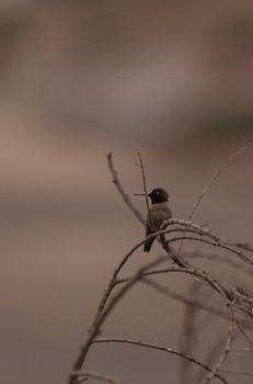 Male Annas Hummingbird, Calypte anna, is a green and red bird sitting in a tree at the San Joaquin wildlife sanctuary, Southern California, United States.