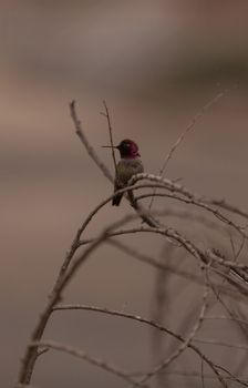 Male Annas Hummingbird, Calypte anna, is a green and red bird sitting in a tree at the San Joaquin wildlife sanctuary, Southern California, United States.