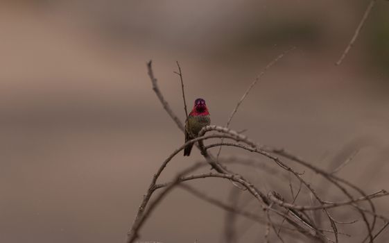 Male Annas Hummingbird, Calypte anna, is a green and red bird sitting in a tree at the San Joaquin wildlife sanctuary, Southern California, United States.