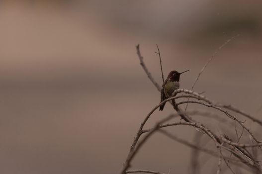 Male Annas Hummingbird, Calypte anna, is a green and red bird sitting in a tree at the San Joaquin wildlife sanctuary, Southern California, United States.