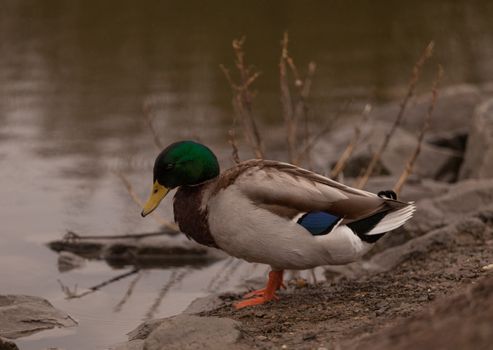 Wild Mallard duck bird, Anas platyrhynchos, at the edge of a pond in Southern California, United States