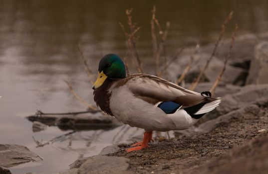 Wild Mallard duck bird, Anas platyrhynchos, at the edge of a pond in Southern California, United States