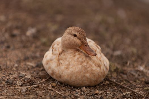 Mottled duck, Anas fulvigula, sitting at the side of a pond at the San Joaquin wildlife sanctuary, Southern California, United States