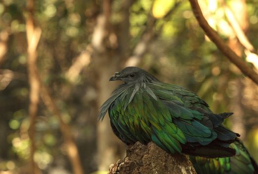 Nicobar Pigeon, Caloenas nicobarica, bird found in Nicobar to Luzon, and New Guinea