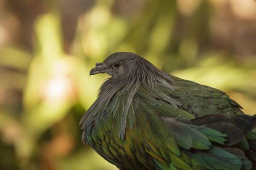 Nicobar Pigeon, Caloenas nicobarica, bird found in Nicobar to Luzon, and New Guinea