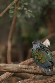 Nicobar Pigeon, Caloenas nicobarica, bird found in Nicobar to Luzon, and New Guinea