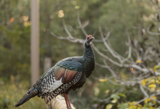 Ocellated turkey, Meleagris ocellata, is found in the Yucatan Peninsula and Guatemala
