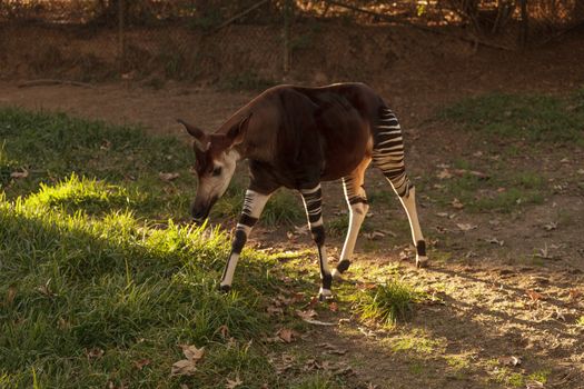Okapi, Okapia johnstoni, is found in Africa and is actually a close relative to the giraffe.