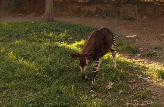 Okapi, Okapia johnstoni, is found in Africa and is actually a close relative to the giraffe.