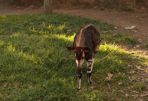 Okapi, Okapia johnstoni, is found in Africa and is actually a close relative to the giraffe.