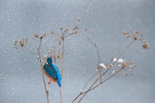 wild bird in natural habitat, nature series