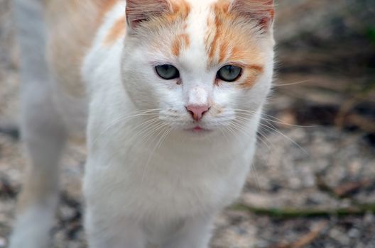 Orange and white kitten resident of a feral cat colony nesting in the underbrush at southpointe park beach in miami beach,florida