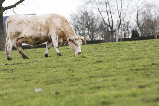 white and brown cows on green meadow, agriculture crisis