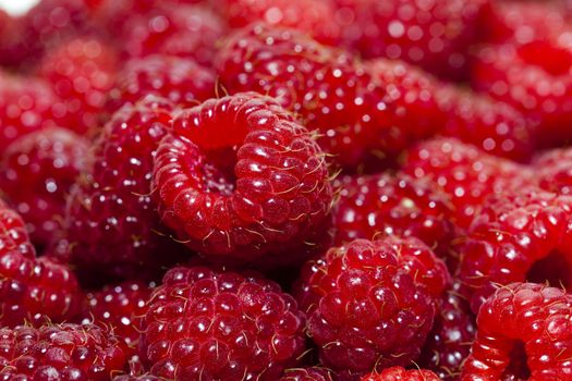   photographed close up ripe red raspberries. food