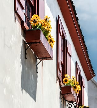 Flowerboxes in three windows with yellow flowers