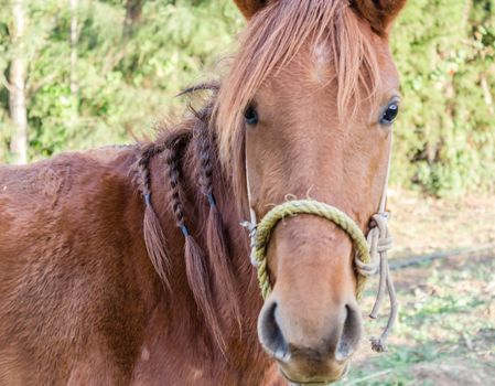 Headshot of a horse with braided ponytails