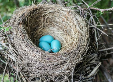 A robin's nest with three eggs in it