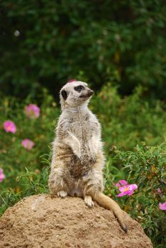 Meerkat sitting on the stone against green background.